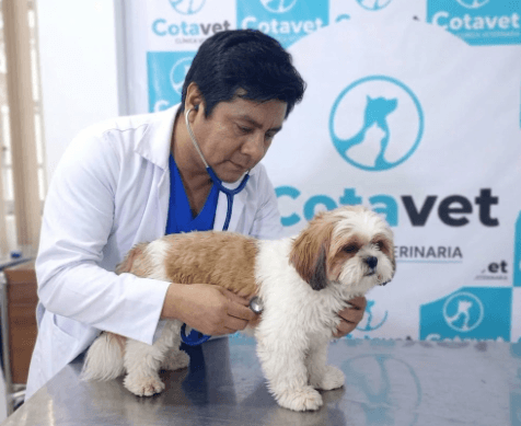 Equipo médico de Centro Veterinario Cotavet atendiendo mascotas en San Juan de Miraflores