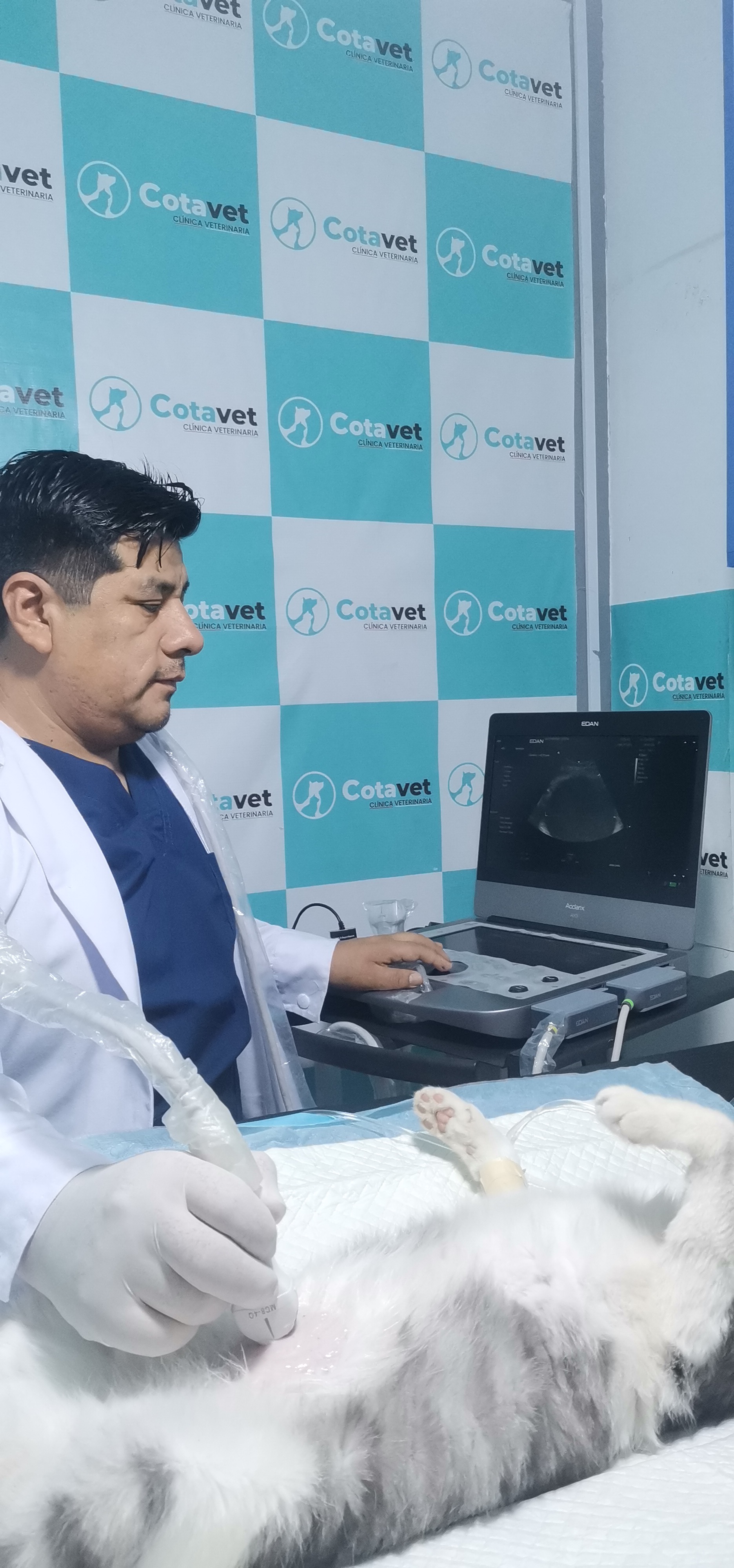 Imagen del servicio Ecografía Veterinaria